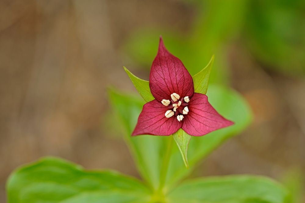 Canada-Ontario-Algonquin Provincial Park Red trillium flower close-up art print by Jaynes Gallery for $57.95 CAD